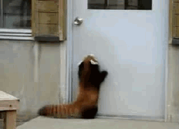 red-panda-jumping-for-door-handle